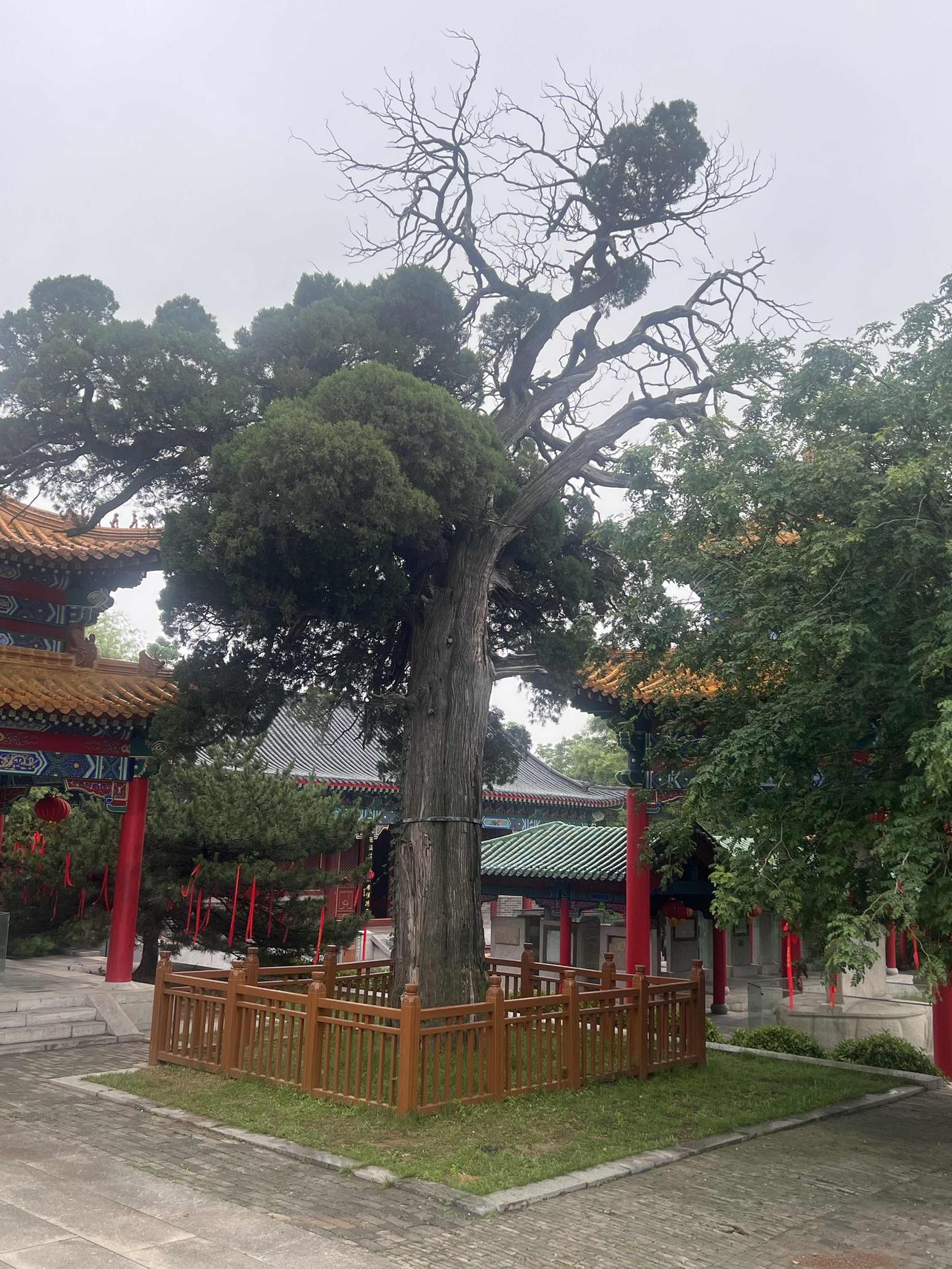 分享一张你手机里的树