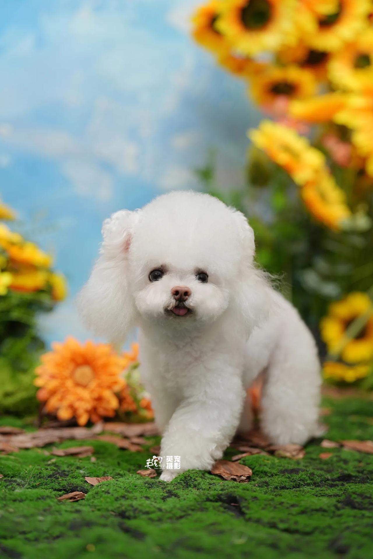 俏娃俏花
生活太美好啦😍
【上海拍摄】