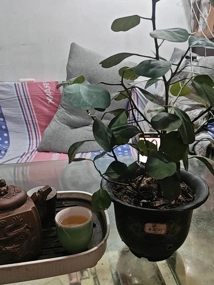 上联：青山藏凤凰，如何对下联？品茶赏菩提