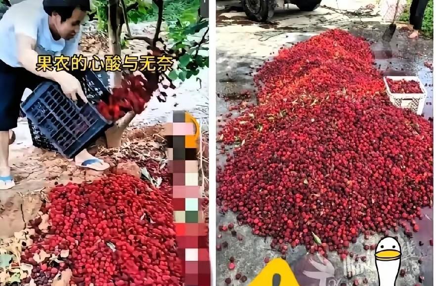 福建漳州的杨梅泡药事件现在已经开始自食恶果了，经销商卖不出去，没人收购，果农手里