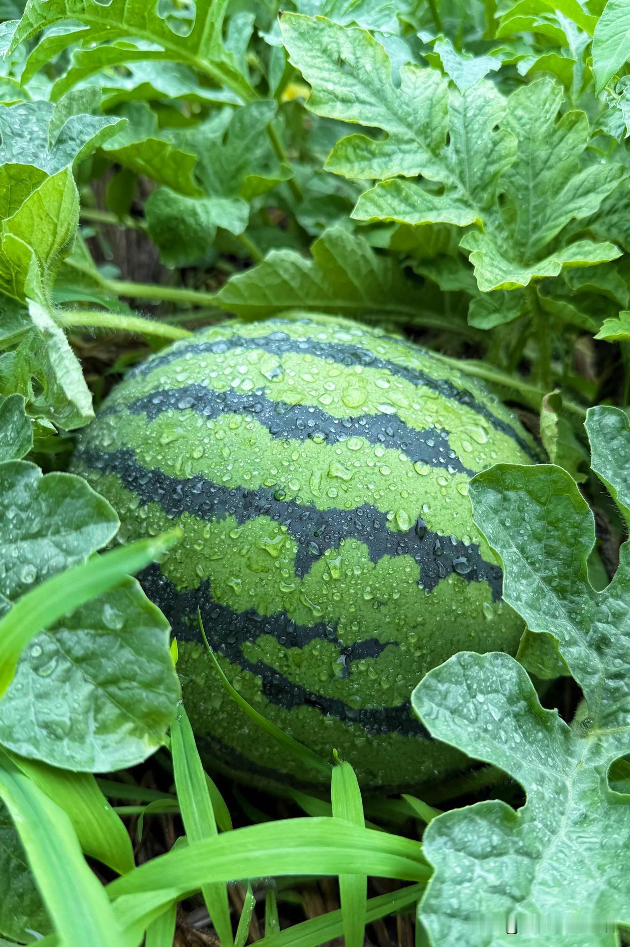 雨后菜园：水珠串起的童年旧梦

雨幕刚收，湿润的风卷着泥土与草木的气息扑面而来，