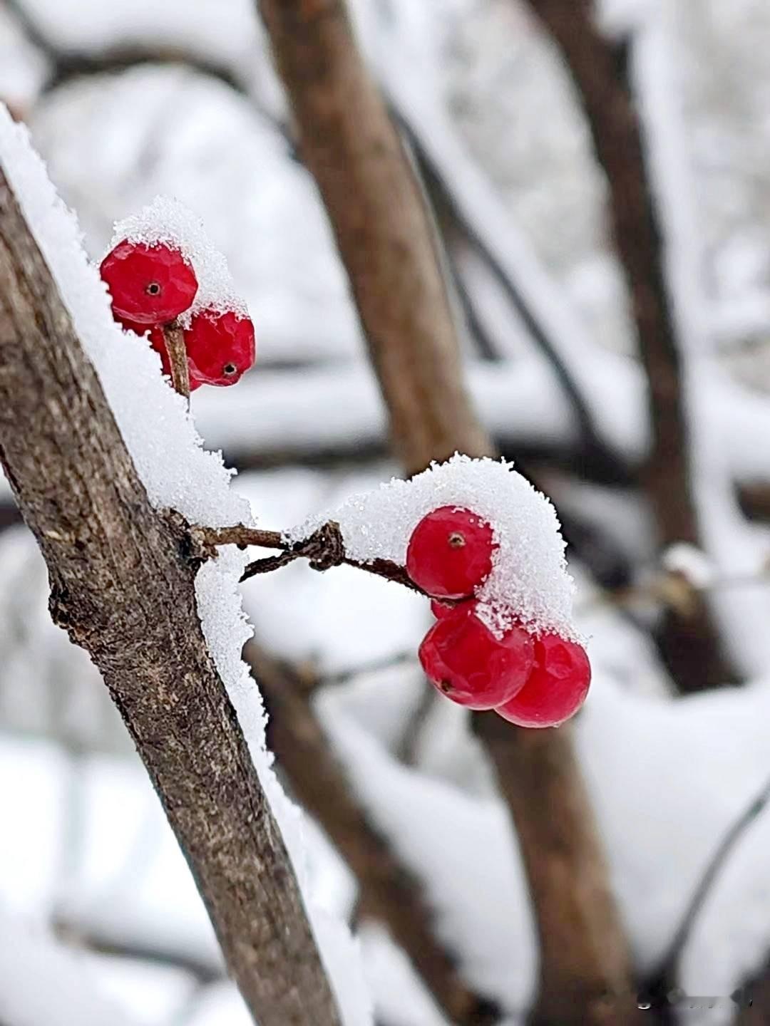秋果恋枝头，雪花盖头俏。
晶莹枝蔓妙，妙眸心窗景。