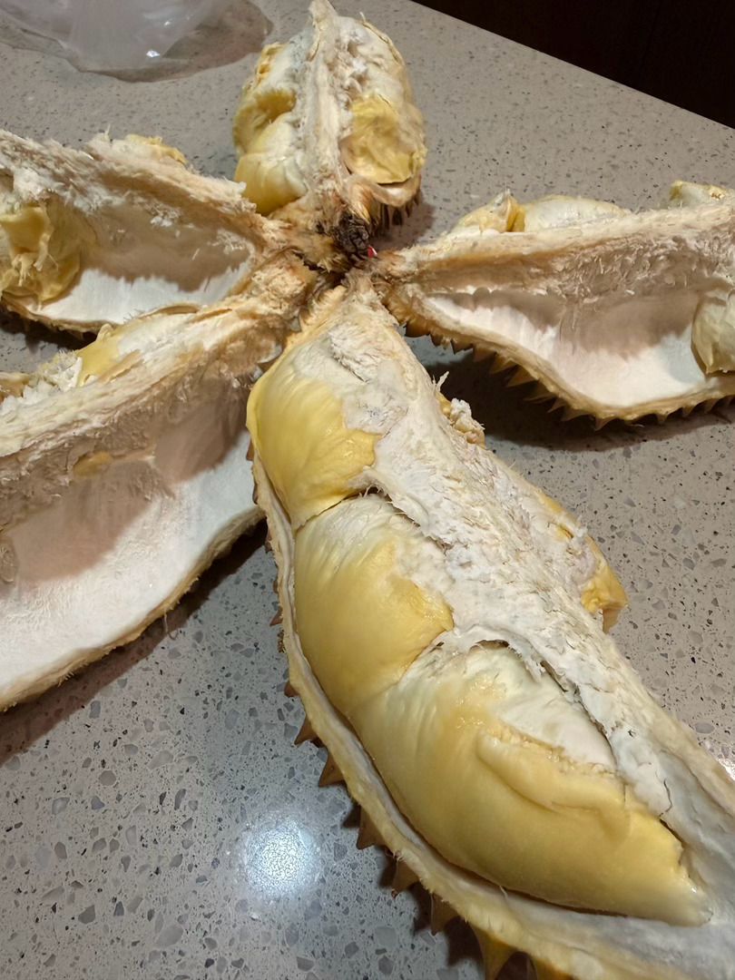 报恩榴莲，每一瓣里面的果肉都很饱满，不过拍不全乎，好甜😋 