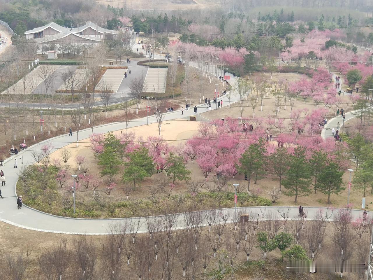 郑州市西流湖公园随手拍:花海