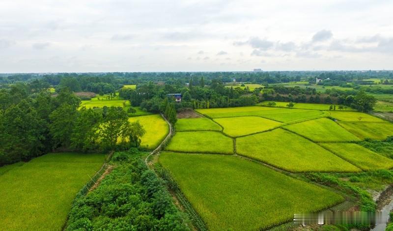 震撼！全链条护粮，2025稳保“粮袋子”！
2025年，粮食与重要农产品稳产保供