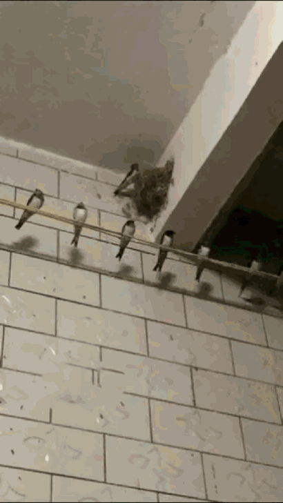 “太暖心了！”河北，两只“老燕子”无力南飞，留在户主家过冬。没想到，户主老两口怕