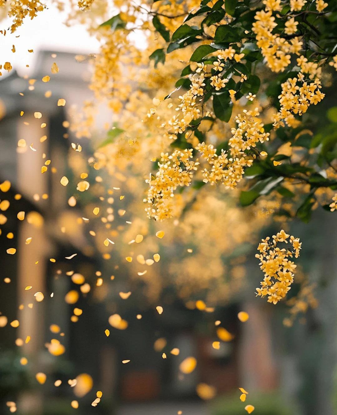 秋风桂子香

2. 冬雪梅枝俏