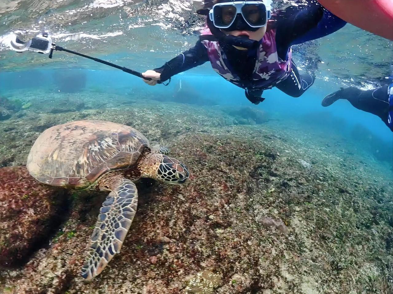 潜入海底，与海龟亲密接触！🐢🌊✨