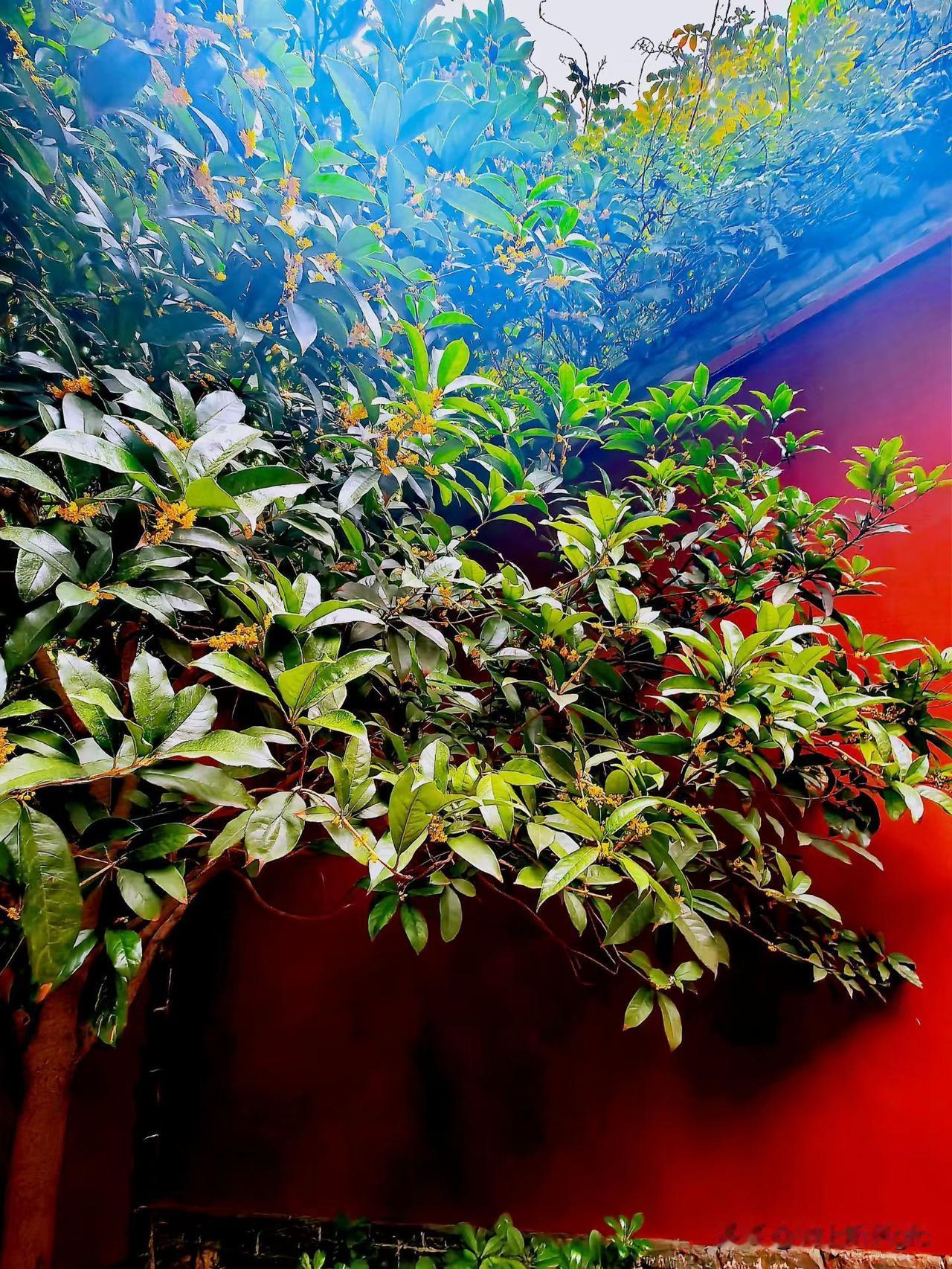 双节•野趣

国庆中秋假，驱车郊野行。
柿黄桂花香，秋雨山幽静。
满眼水墨画，巷