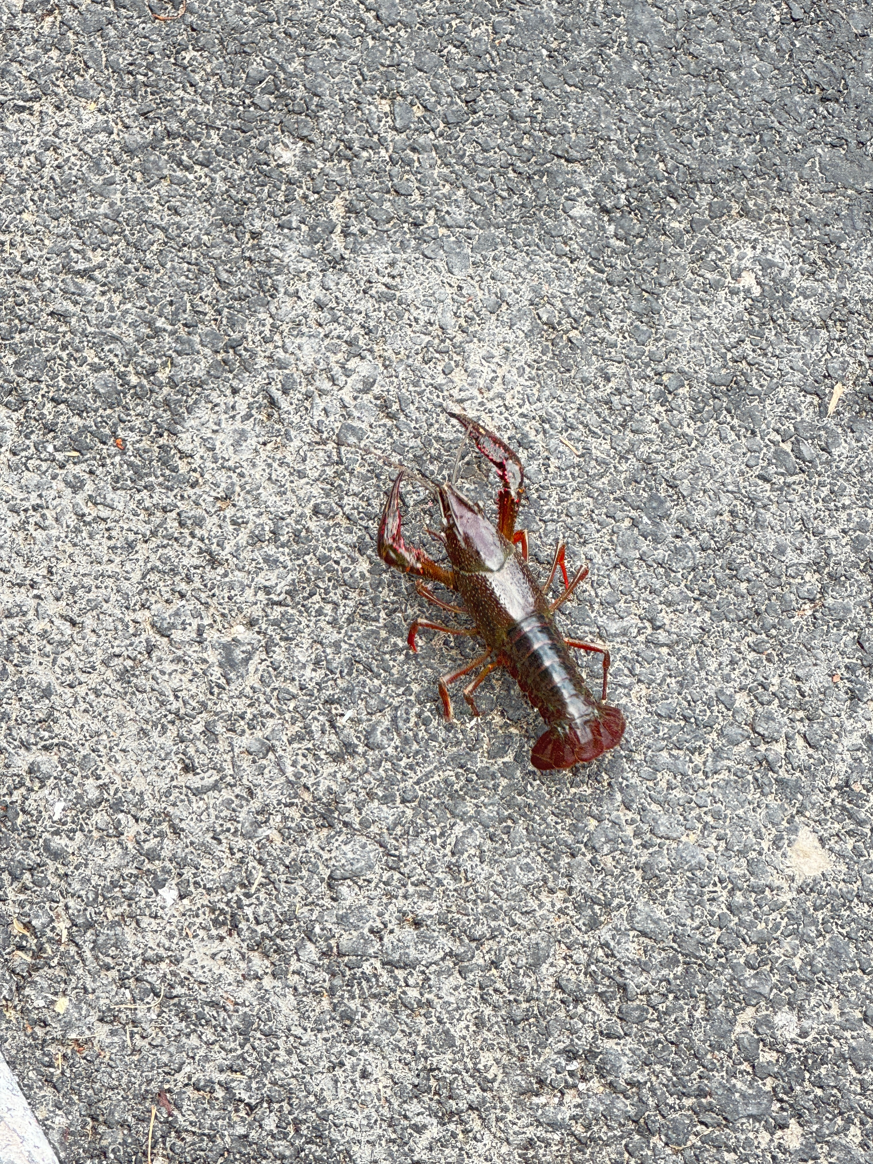 岑先生  路上偶遇出逃的龙虾🦞 