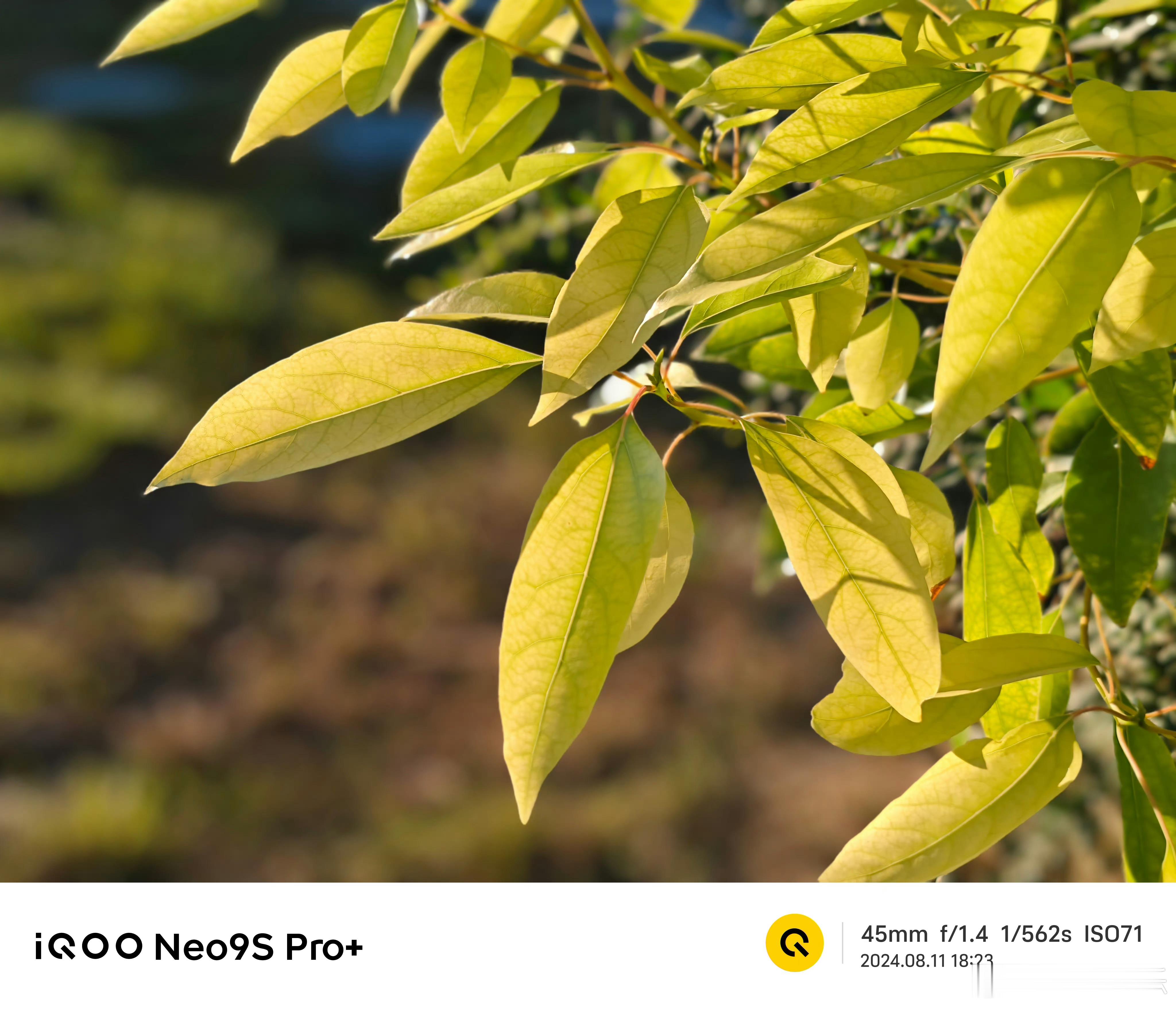 iQOO Neo9S Pro+虽然是主打性能的机型，但是影像方面主摄依然给到了索