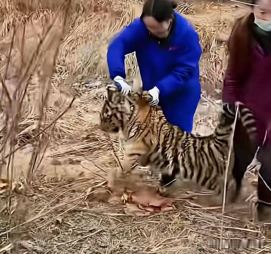 一只老虎被两个饲养员拎着就走了，他都不敢反抗的吗？要是我，直接给他一口，就算打不