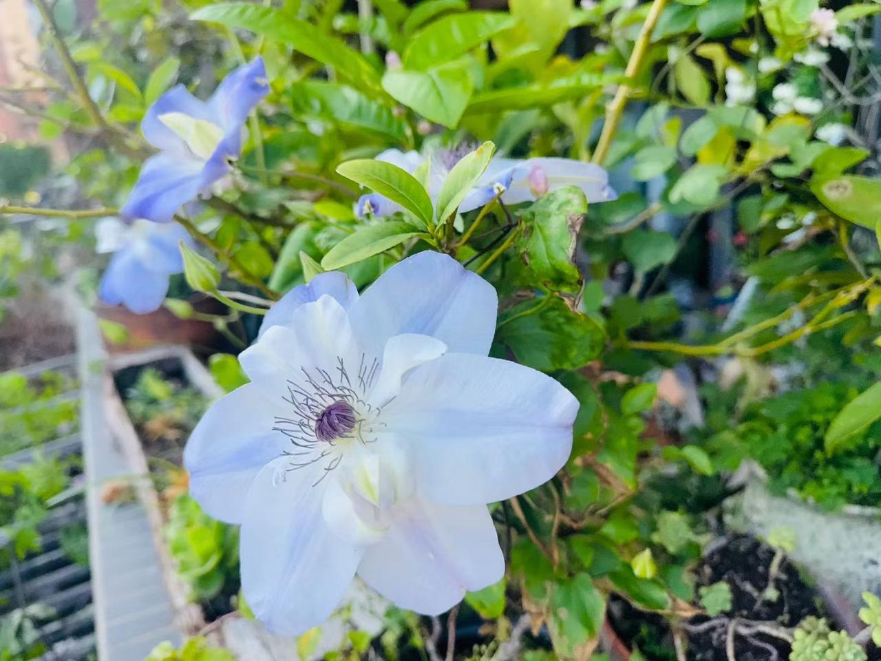 安公子 · 谷雨时节

春深啼布谷。杜鹃凋谢时节，早稻青葱茁壮，全赖田畴沃。轻风