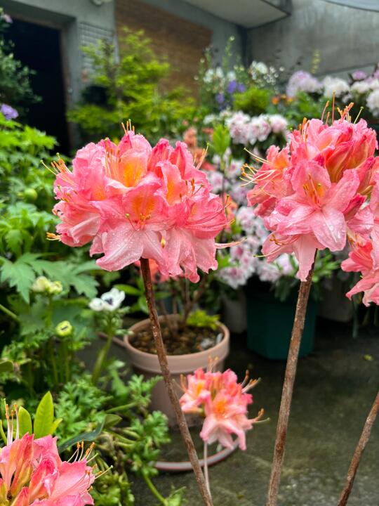 草莓冰