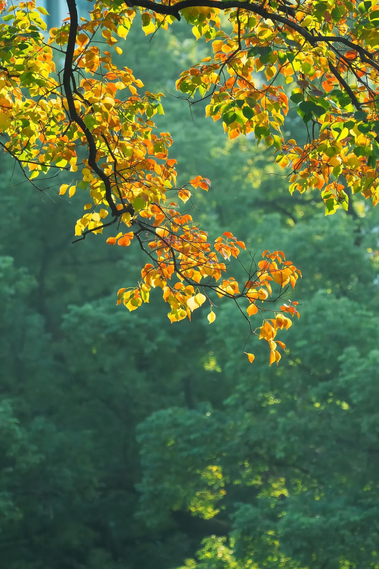 家长总是想知道老师真实的水平怎么样，但是，我们不能多说，因为孩子的成绩没有出来，