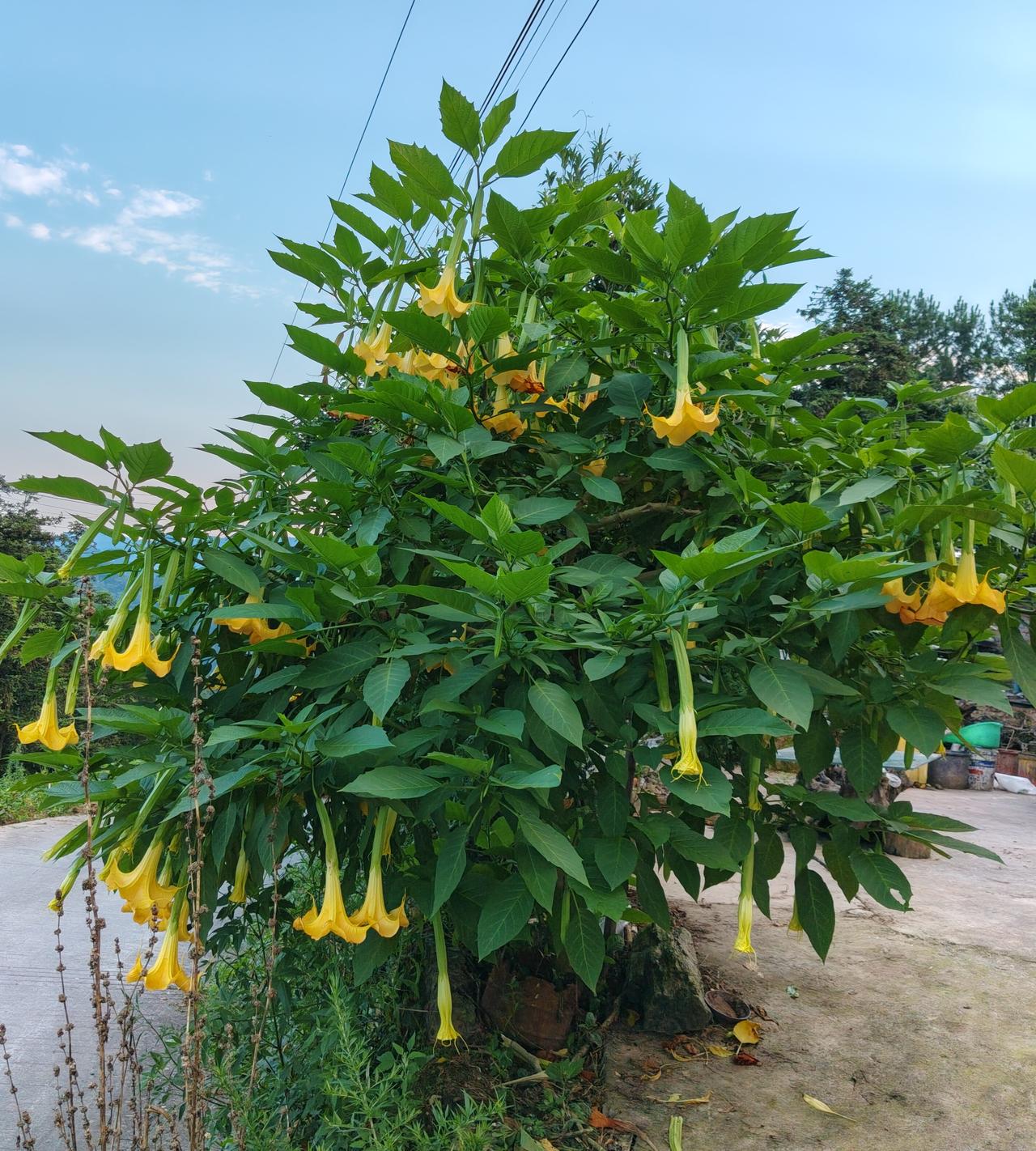 分享相册里的花的图片