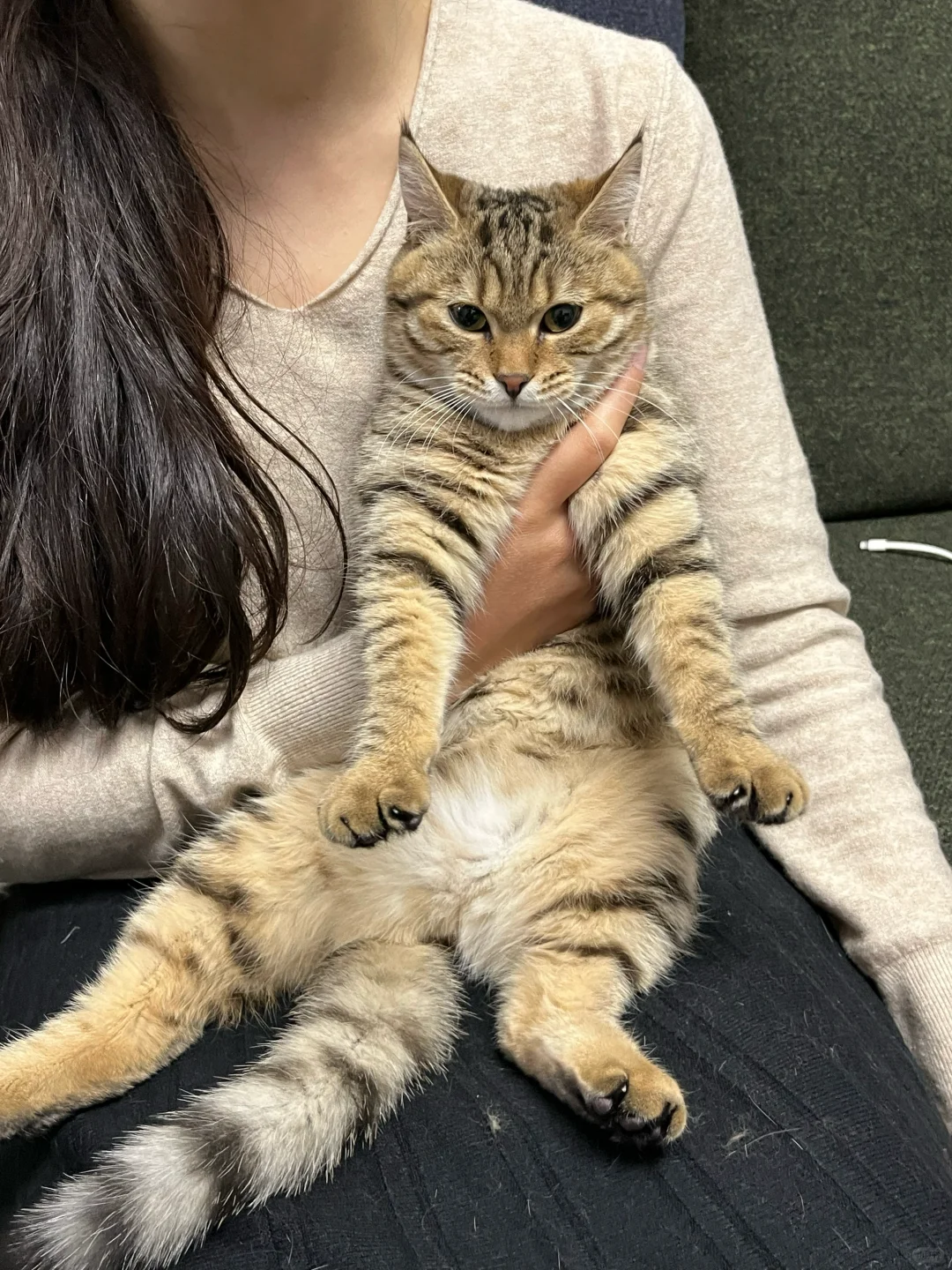 笑鼠 狸花猫都不爱合照吗