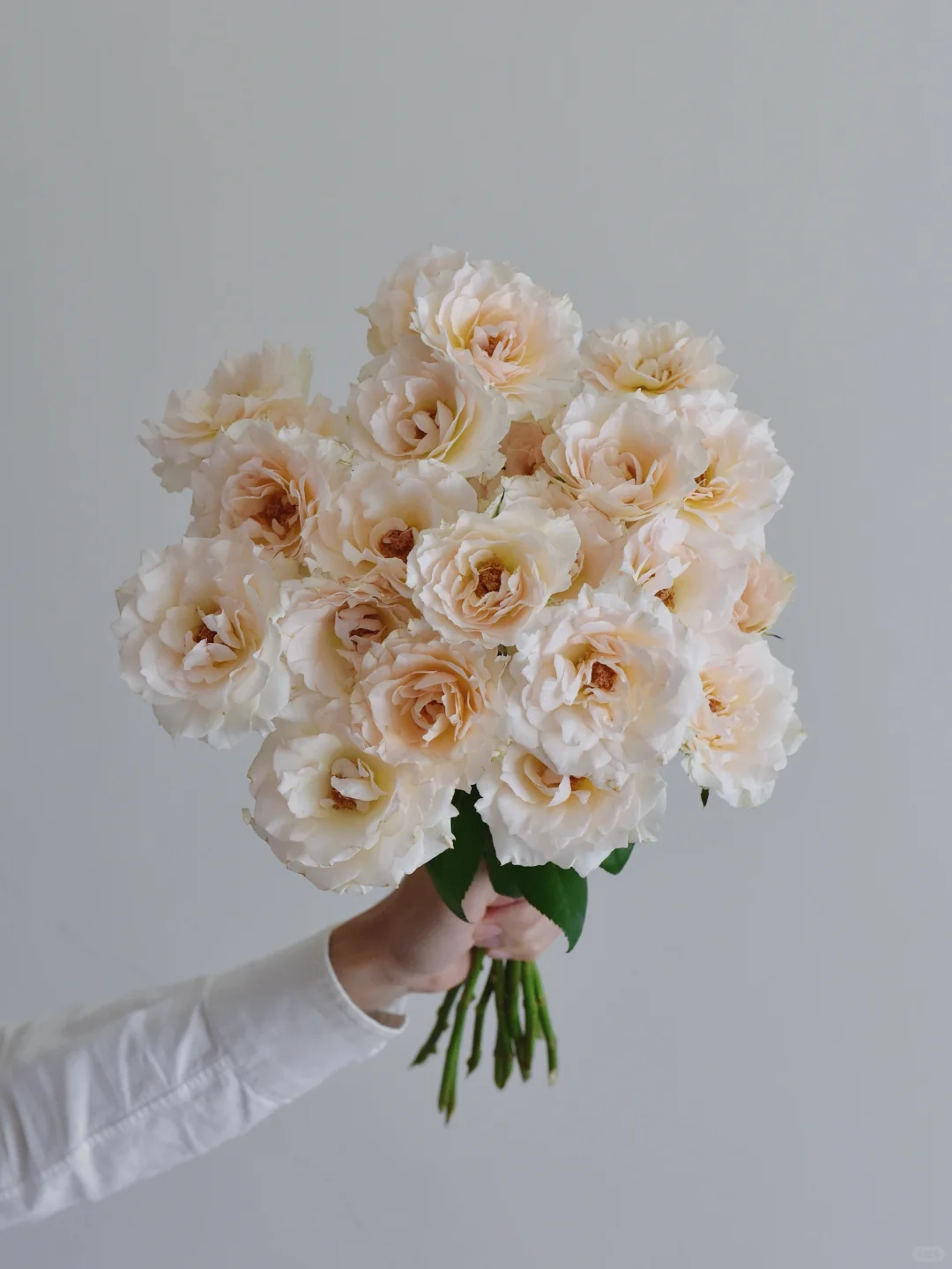 花栖玫瑰园·隐修屋