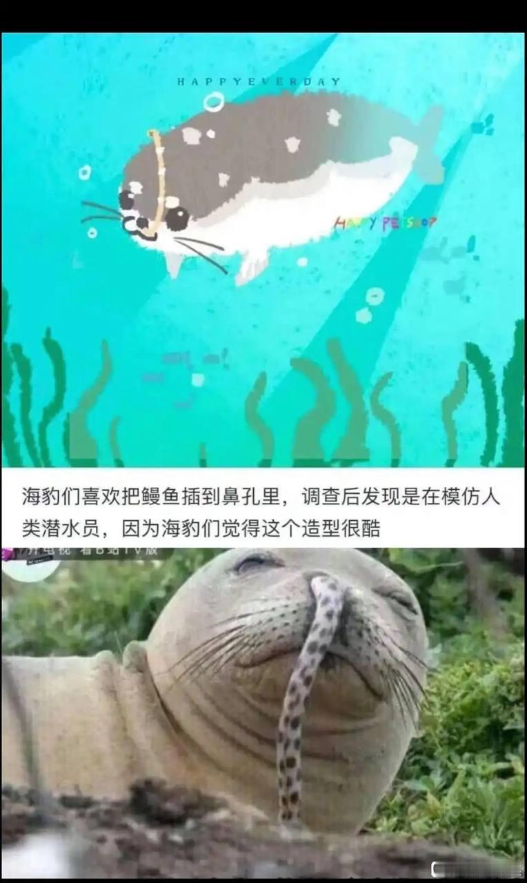海豹喜欢把鳗鱼插到鼻孔模仿人类潜水员[吃瓜]是真的，确实有海豹 把鳗鱼插鼻子的案