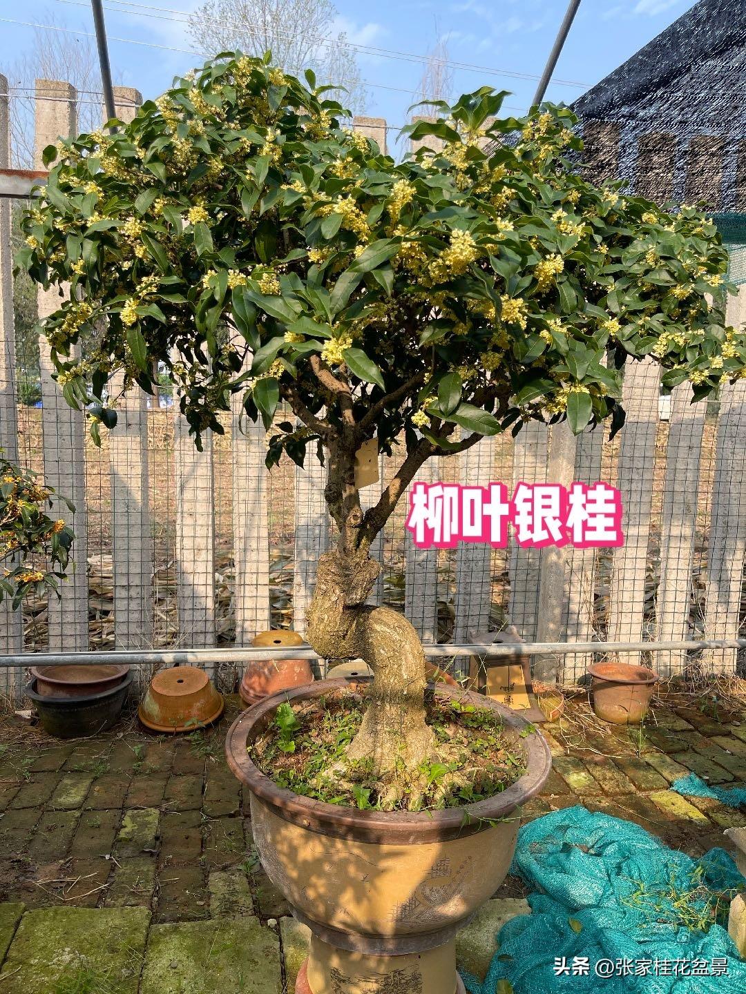 你有更漂亮的桂花照片吗都是去年的开花照片，年龄老的树才会花量多，开的密集，且开的