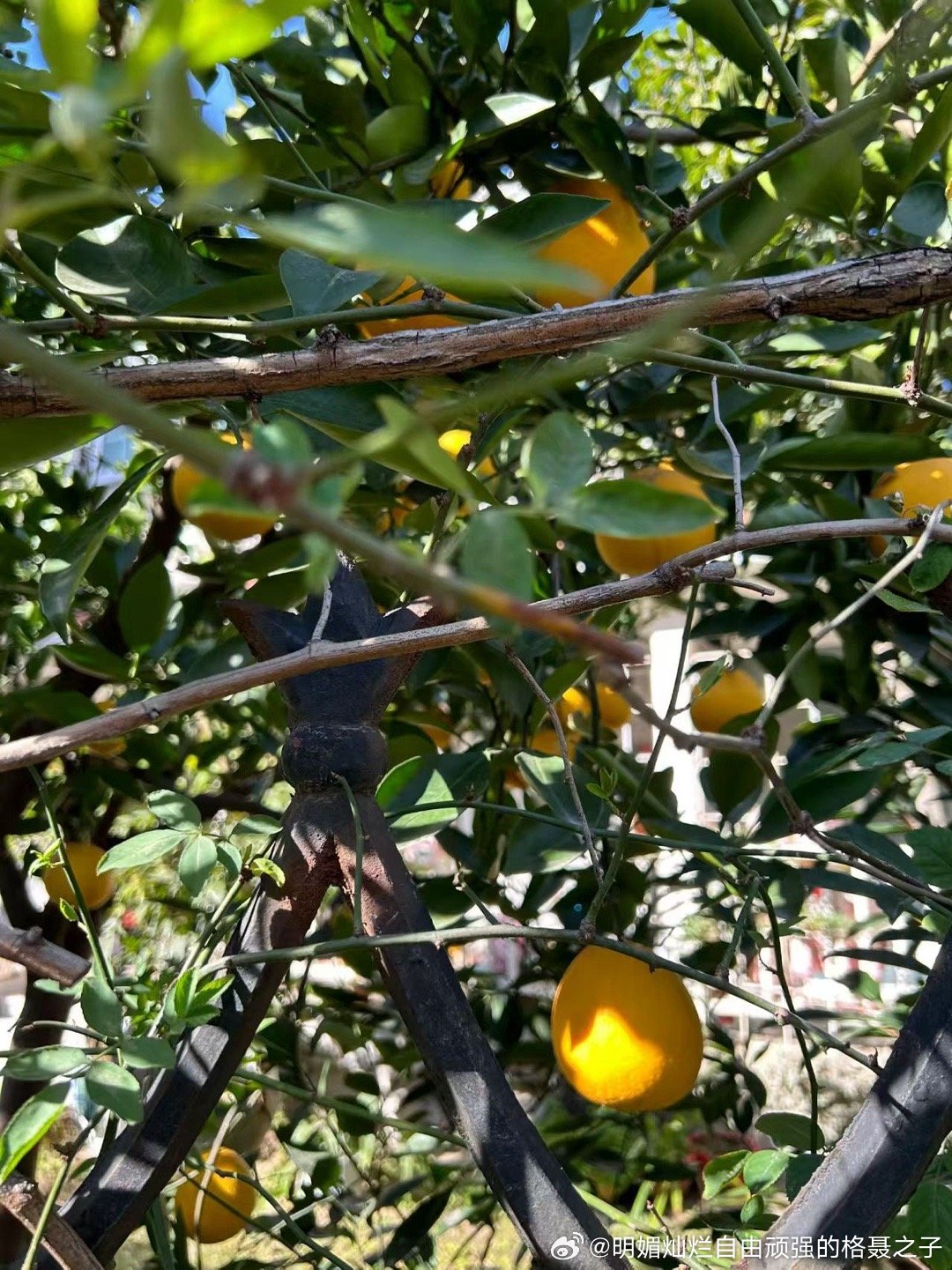 有阳光的时候，哪怕平淡寻常，都是可爱的。