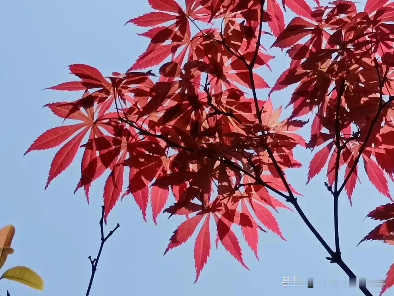 随着冬季的离去，春姑娘轻盈地走来，她的到来使大地焕发出生机勃勃的气息。在这个温暖