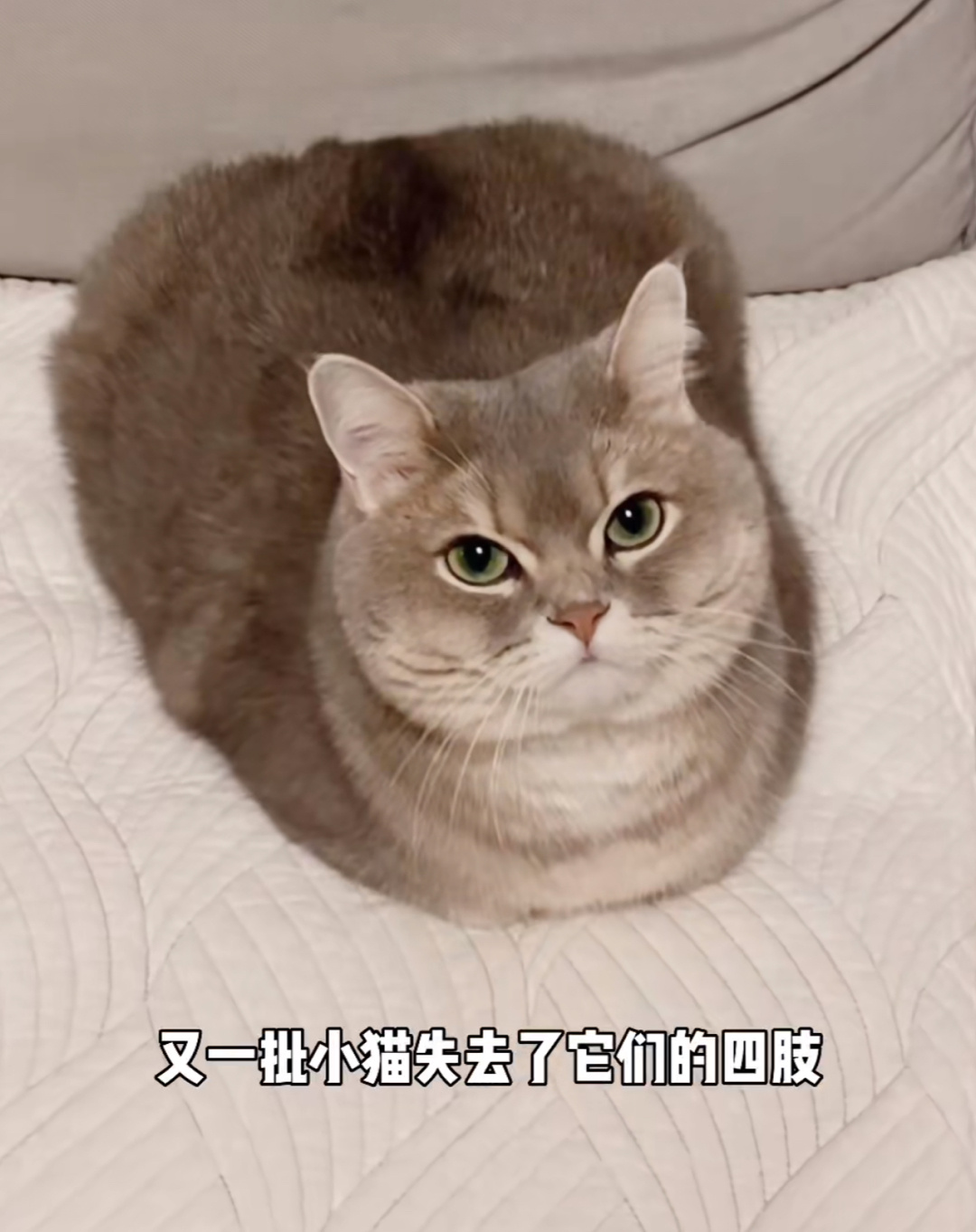 冬天小猫咪揣手手[憧憬] ​​​