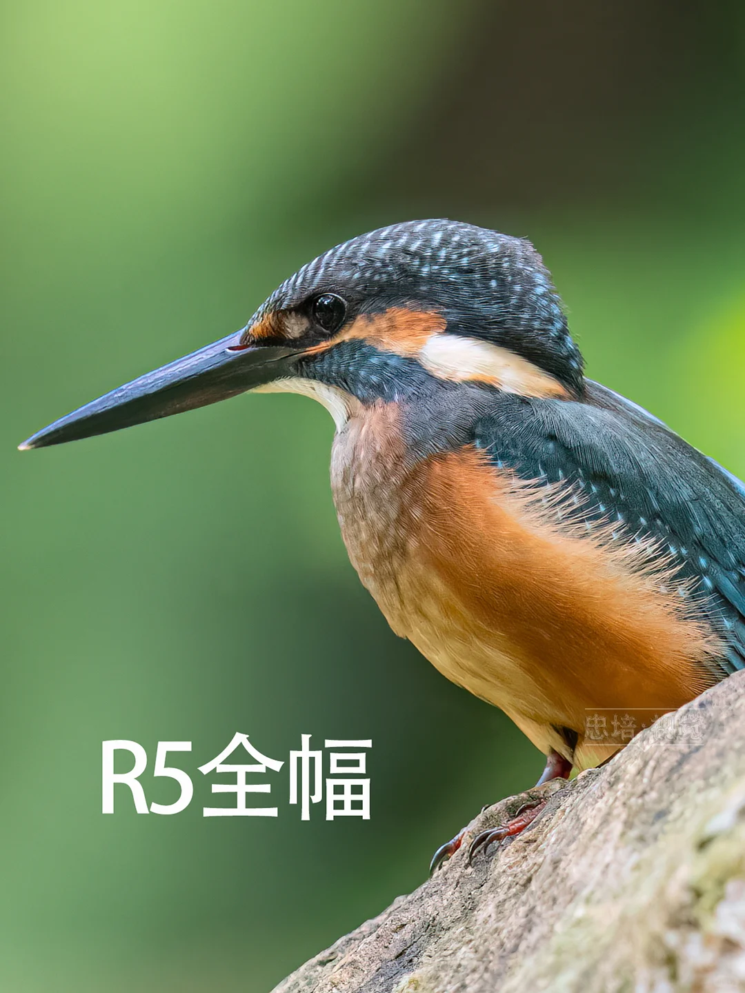 R5，全幅与半幅