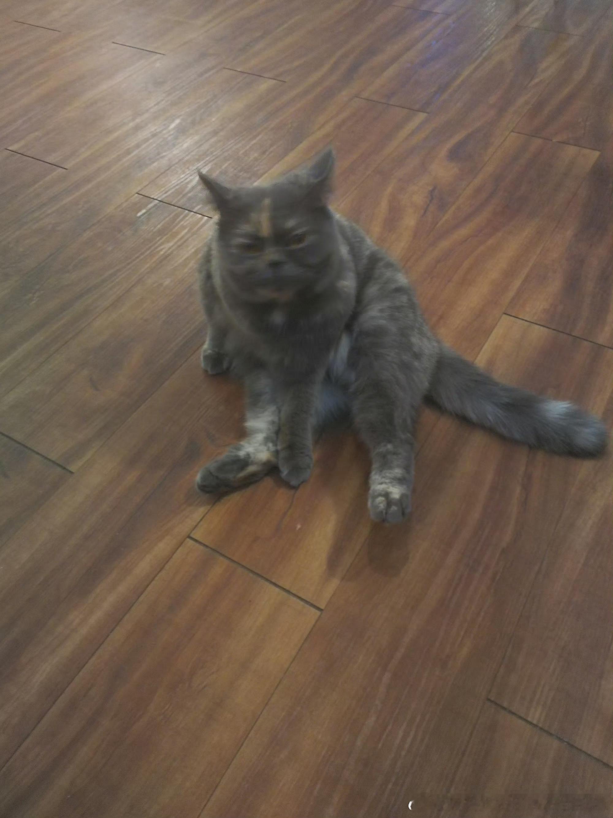 49424【神奇玳瑁在哪里】捕捉最闪耀的瞬间 