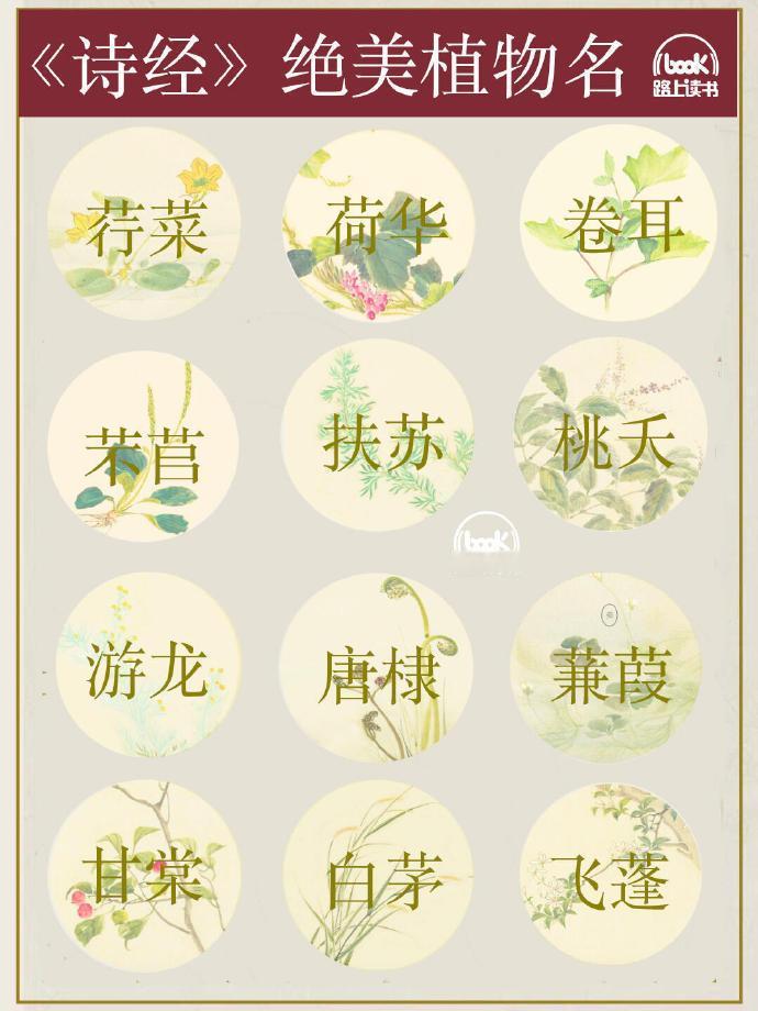 《诗经》绝美植物名。 