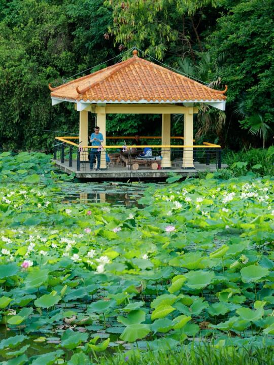 不是杭州西湖，是端午氛围满满的深圳！！