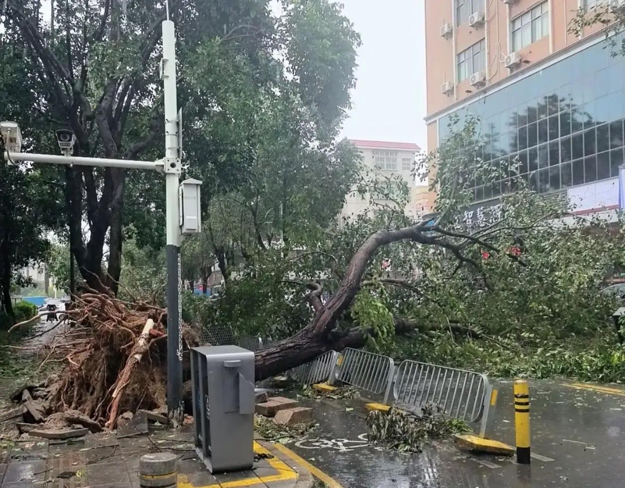 台风“红霞”的威力也太猛了
 
早起出门觅食，眼前景象让人心头一震，街头遍地狼藉