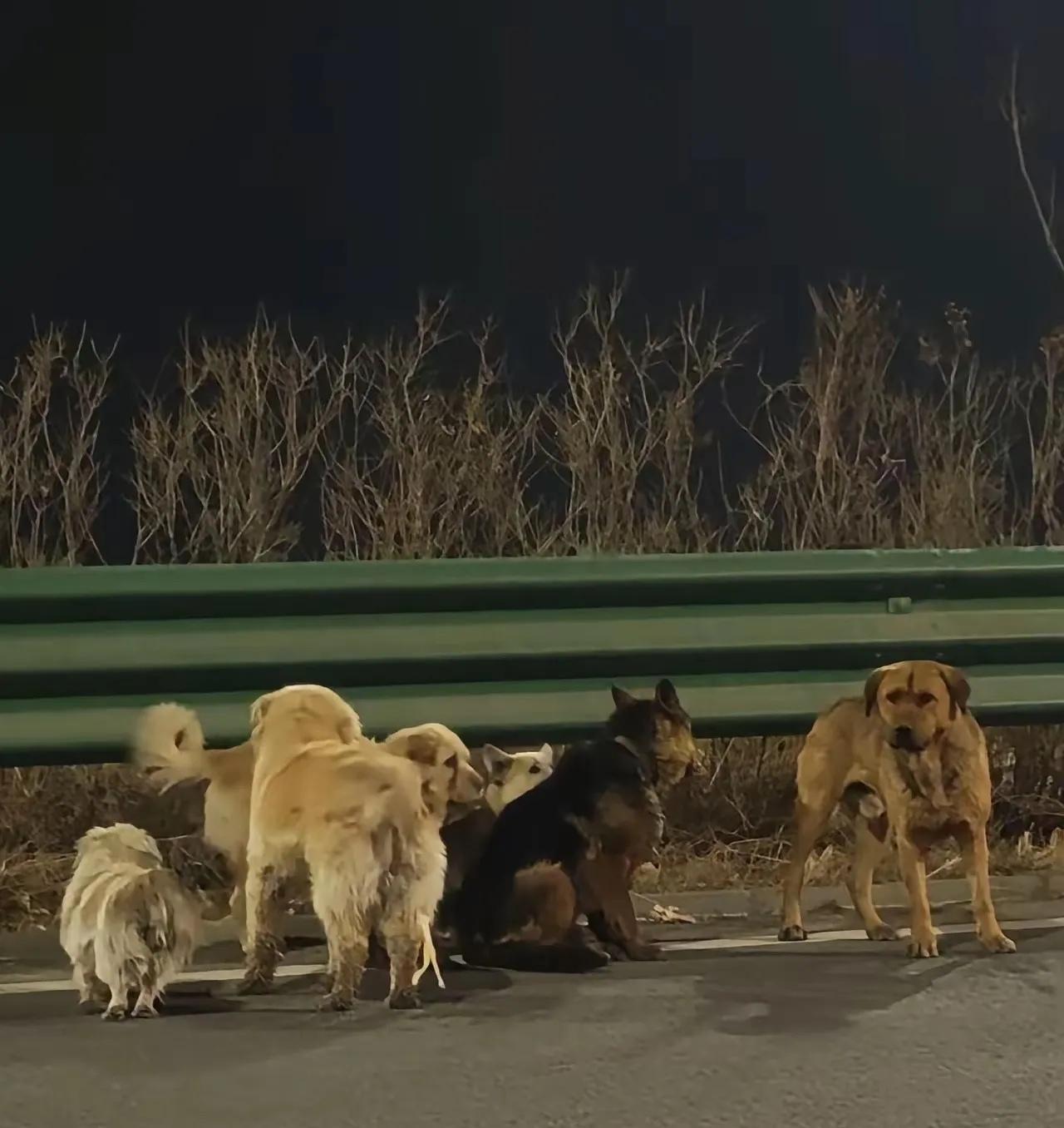 长春这事儿真神了，7条狗，横跨17公里，居然全须全尾地摸回家了。

这事儿可不是