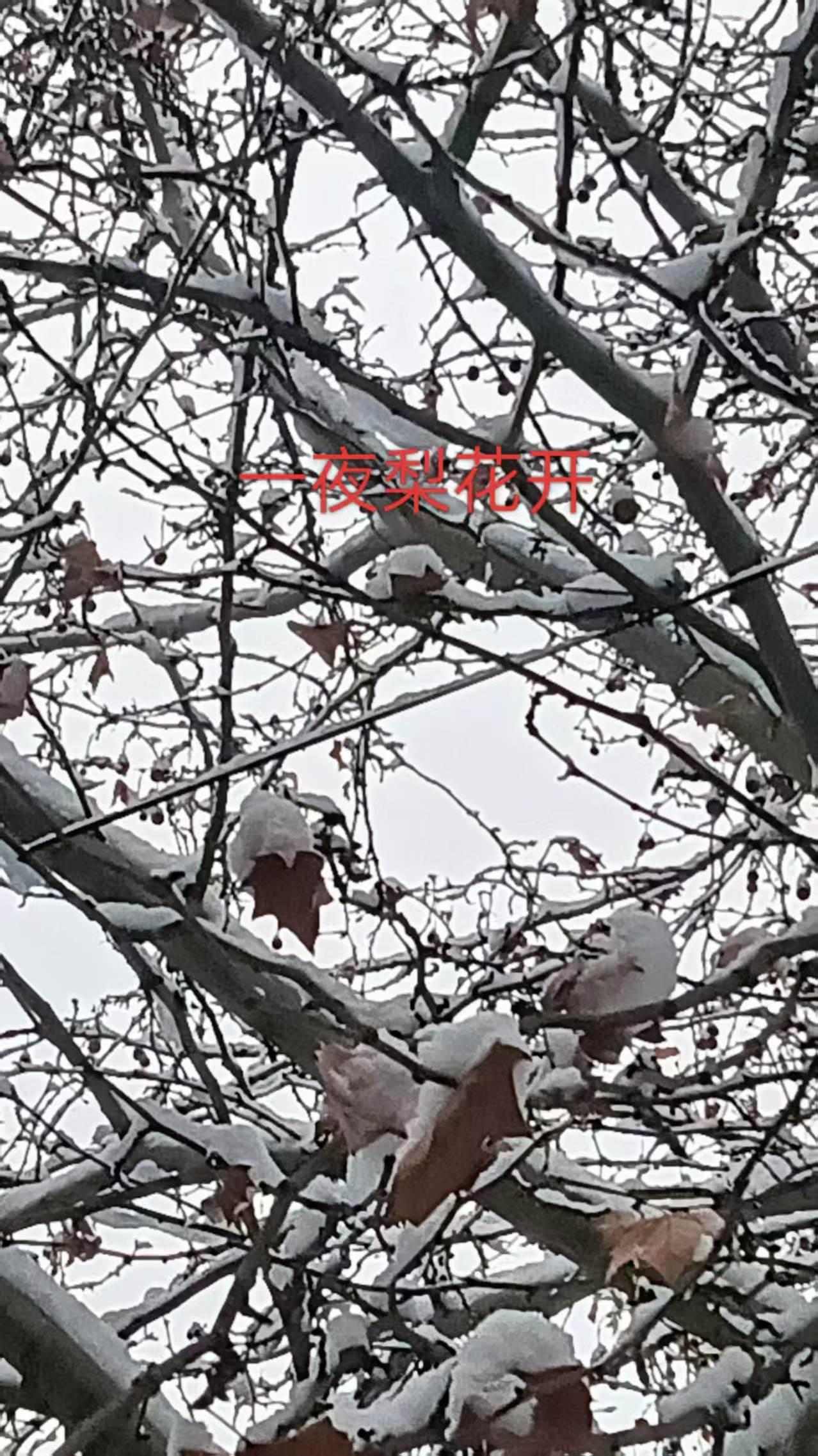 雪松街道 路面积雪清扫 城市美容师 环卫工人辛苦了