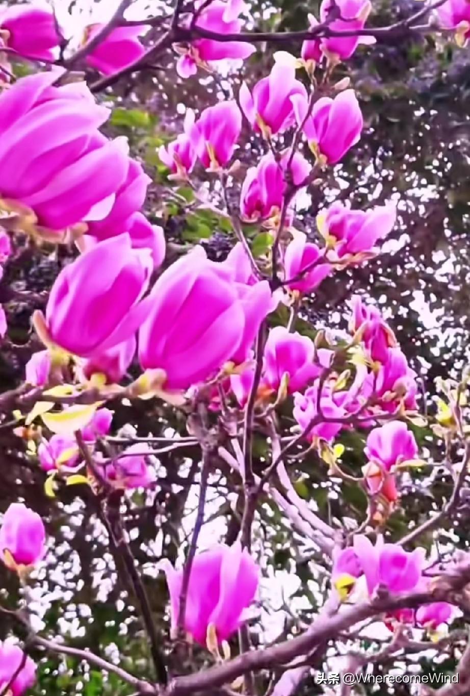 长安木兰辞
 
春风初入长安，便拂过了千年的宫墙与长街。
寒意未散，草木犹眠，唯