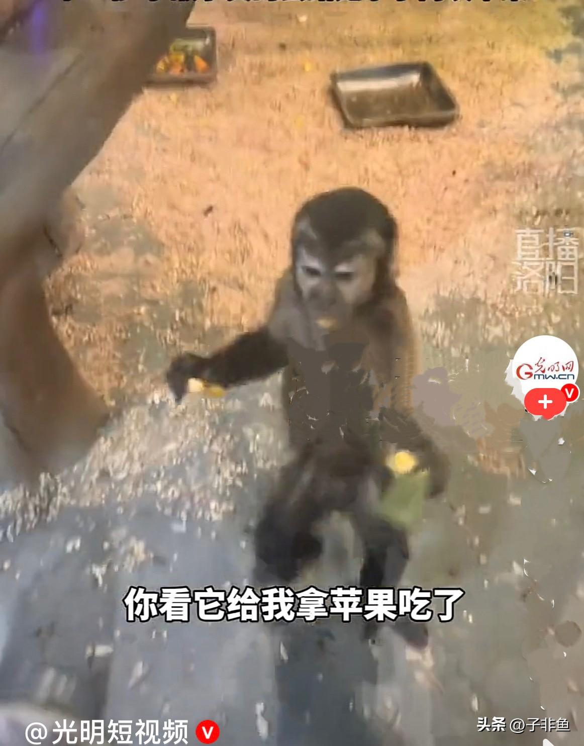 近日，内蒙古一女子领着儿子去动物园游玩，来到了猴观赏区，大玻璃幕墙里面只有一个小