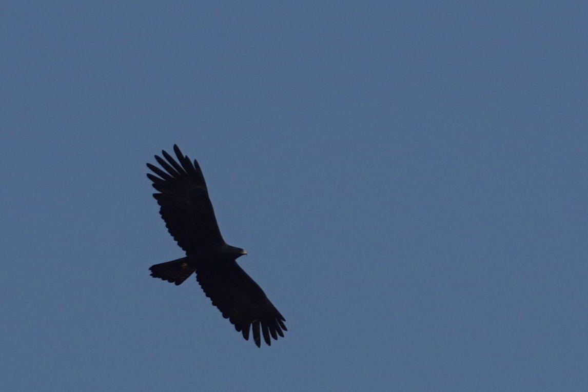 江西抚州东乡区发现野生