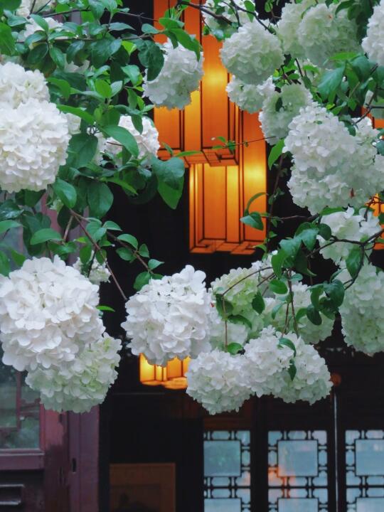 南京4月顶流绣球花开了，附赏花攻略