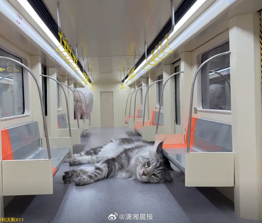 【#小伙4个月手工造出猫咪地铁站#，网友：感觉是假的又感觉是真的】近日，河南小伙