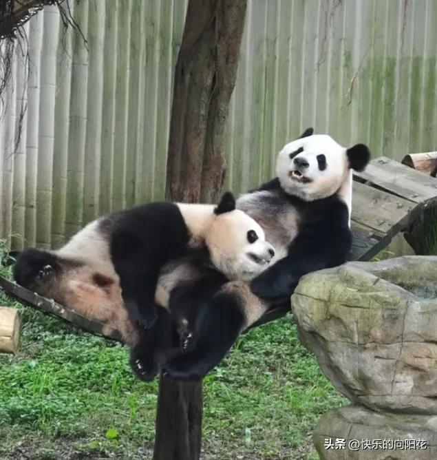 好奇躺在吊桥上，三妹儿躺在妈妈身上，好奇开心地笑个不停，它感到很幸福:“我的女儿
