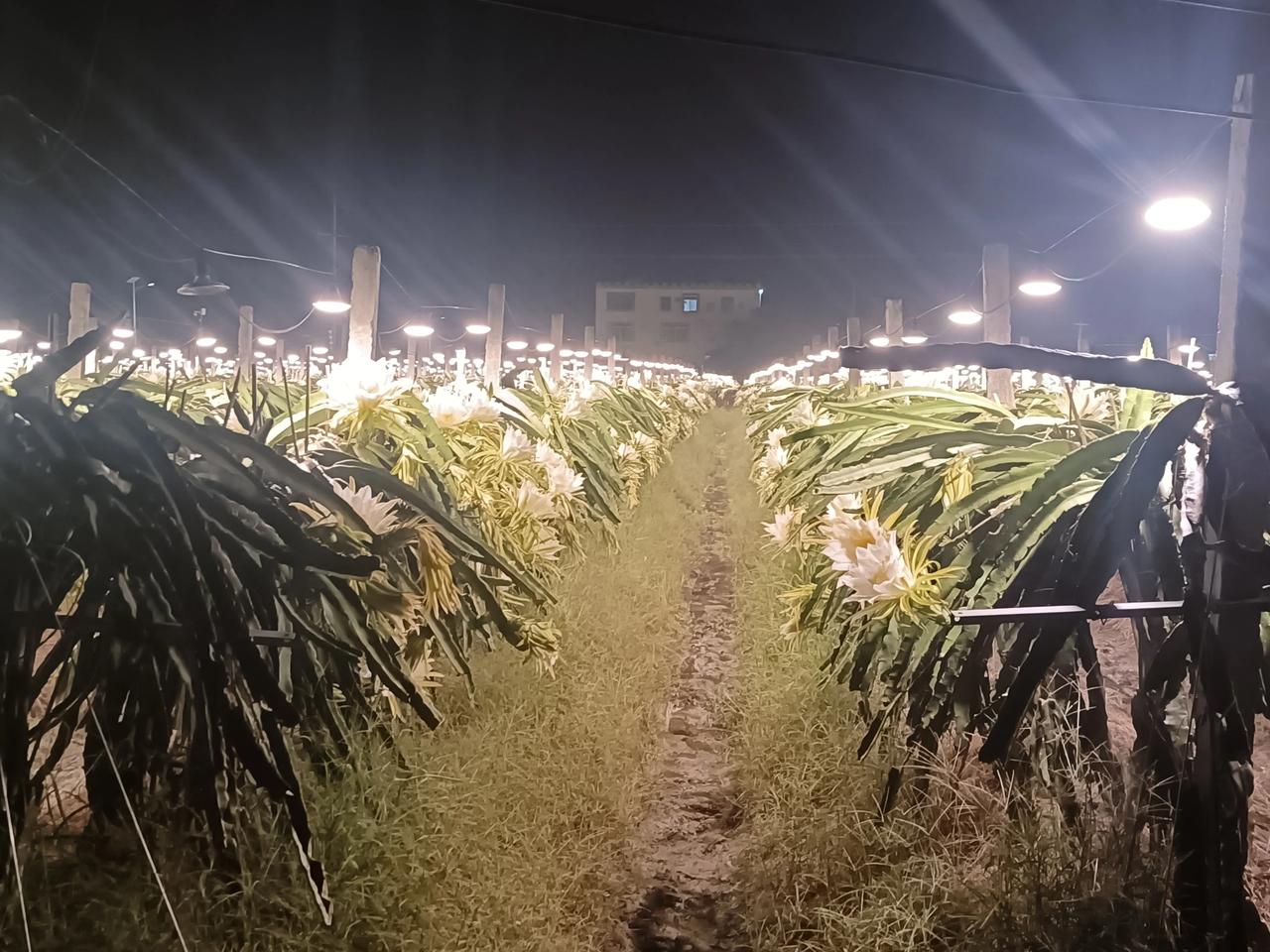 有谁知道火龙果种植场为什么晚上要开灯吗？这一千多亩地，一晚上的电费就要2000元