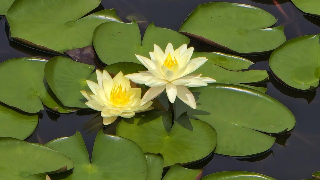 随手一拍花朵美