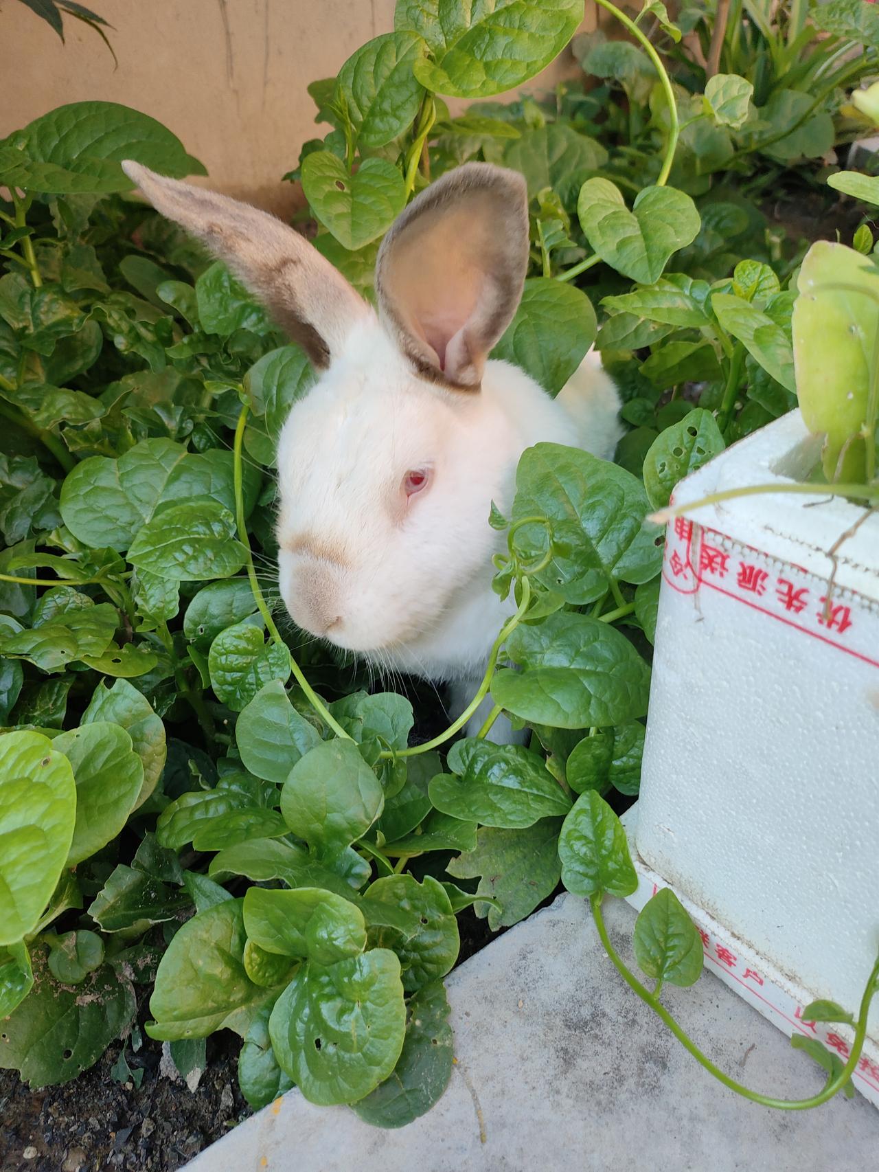 兔子日常随拍一丛青蔬，一只白兔，小院寻常光景，藏着温柔治愈的小欢喜。