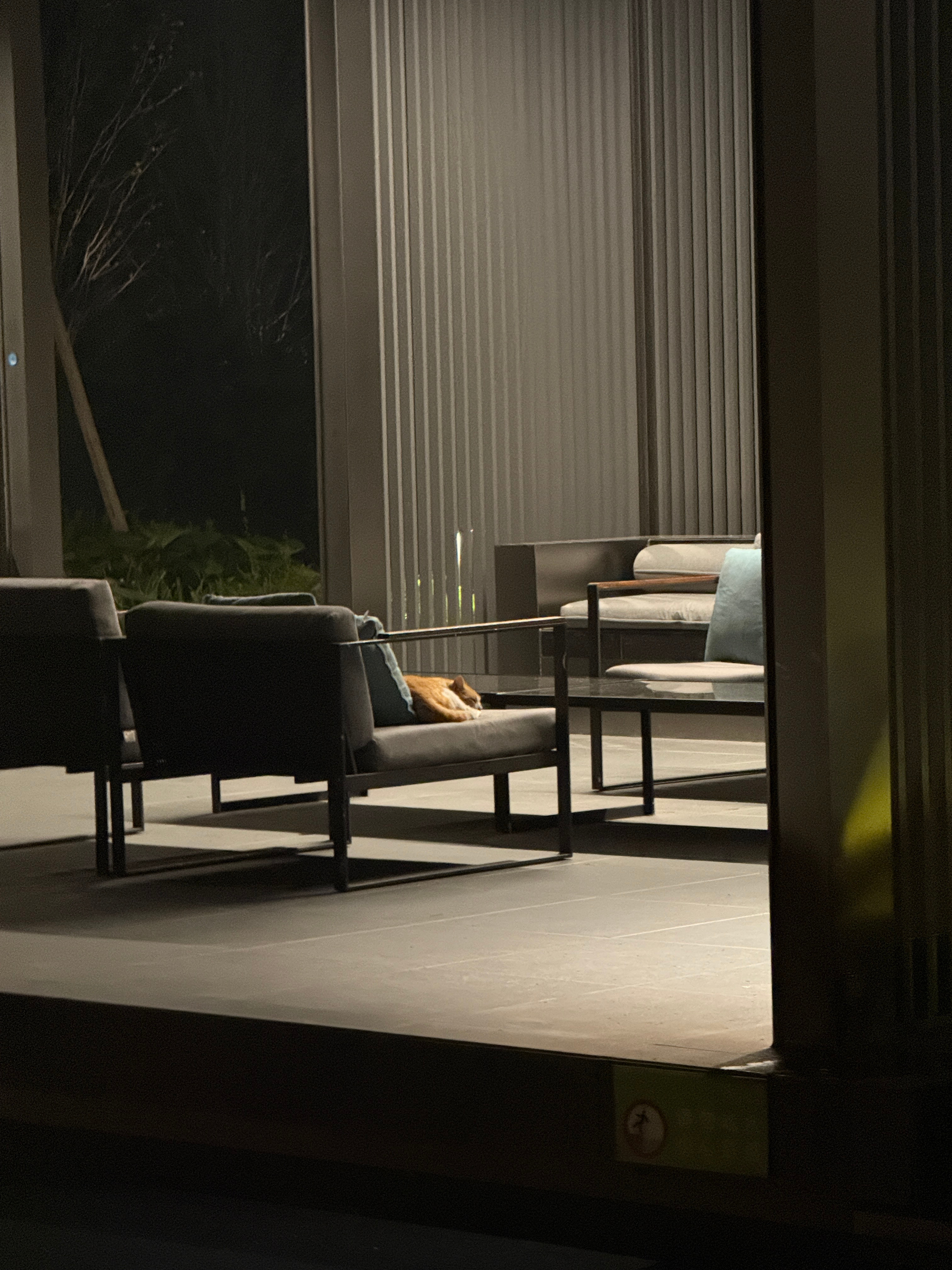 谁懂这一幕！流浪小猫蜷缩在公共的沙发上当自己的小窝在休息，吹着小风， 好温暖安心