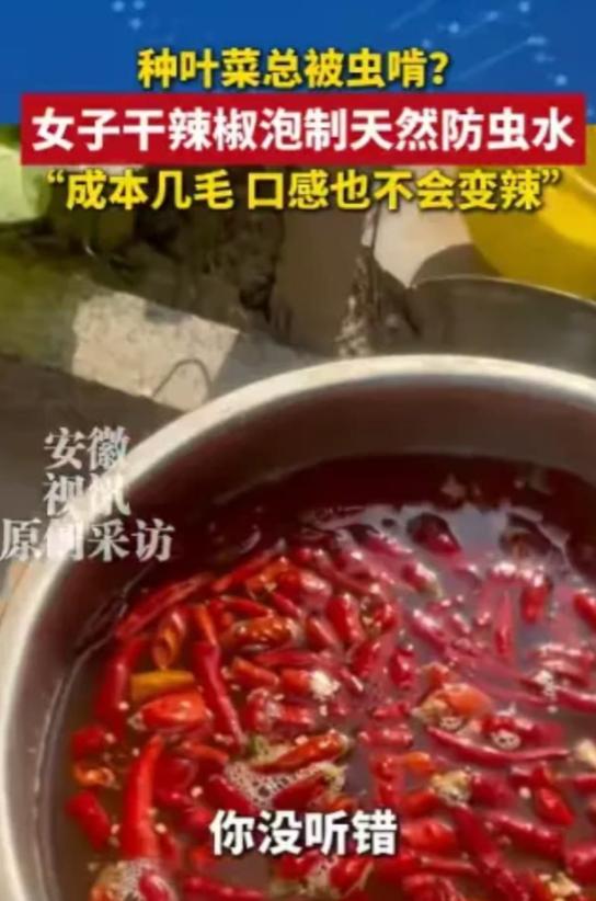 河北石家庄，一女子种菜认死理，坚决不打农药，没曾想没过多久，菜叶子就被虫子啃得千