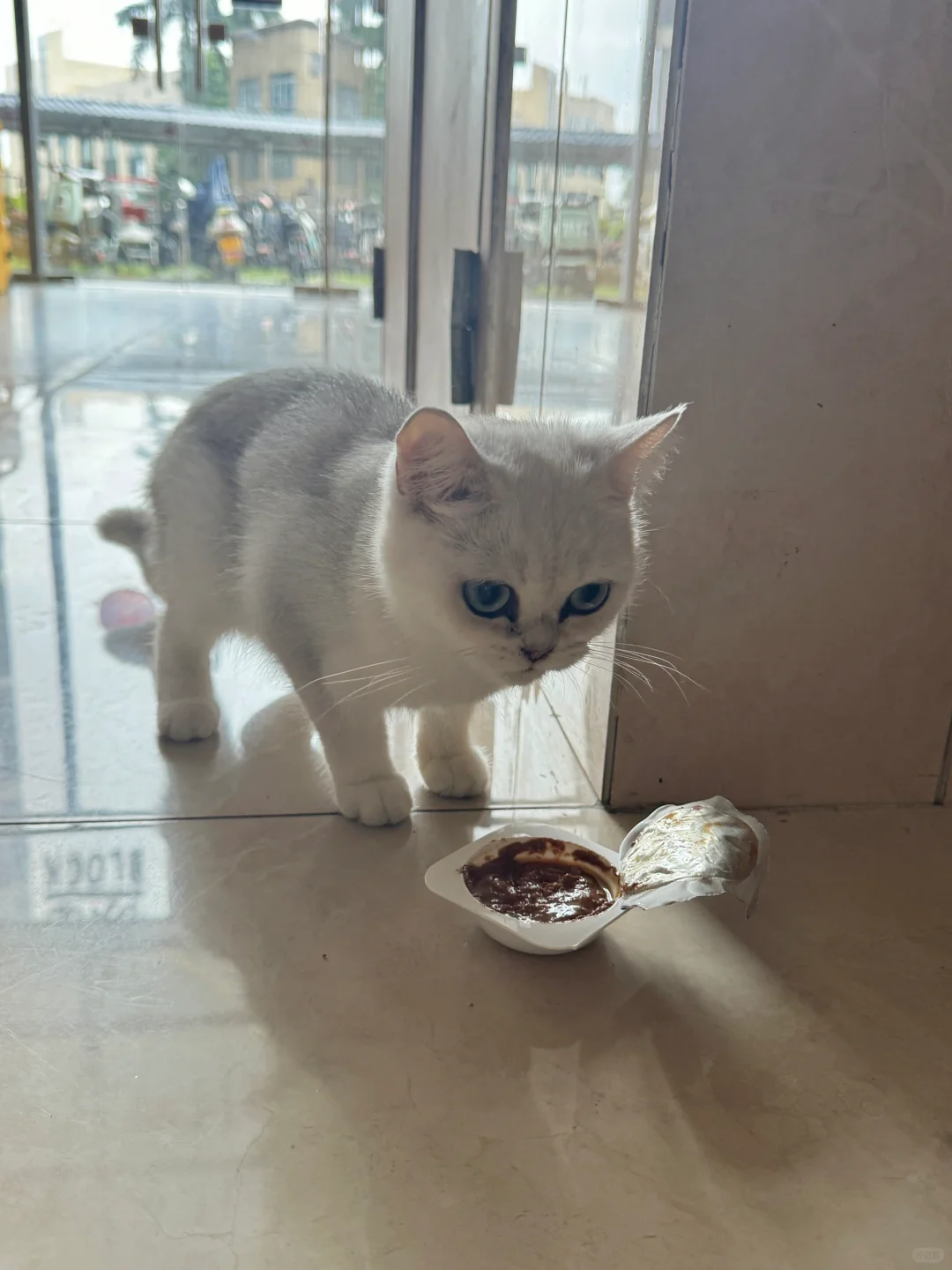 我又又又又捡到猫猫了😭