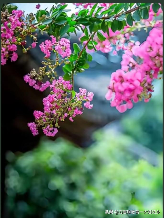晒图笔记大赛夏日的花草树木，蓬勃生长，绿意盎然！