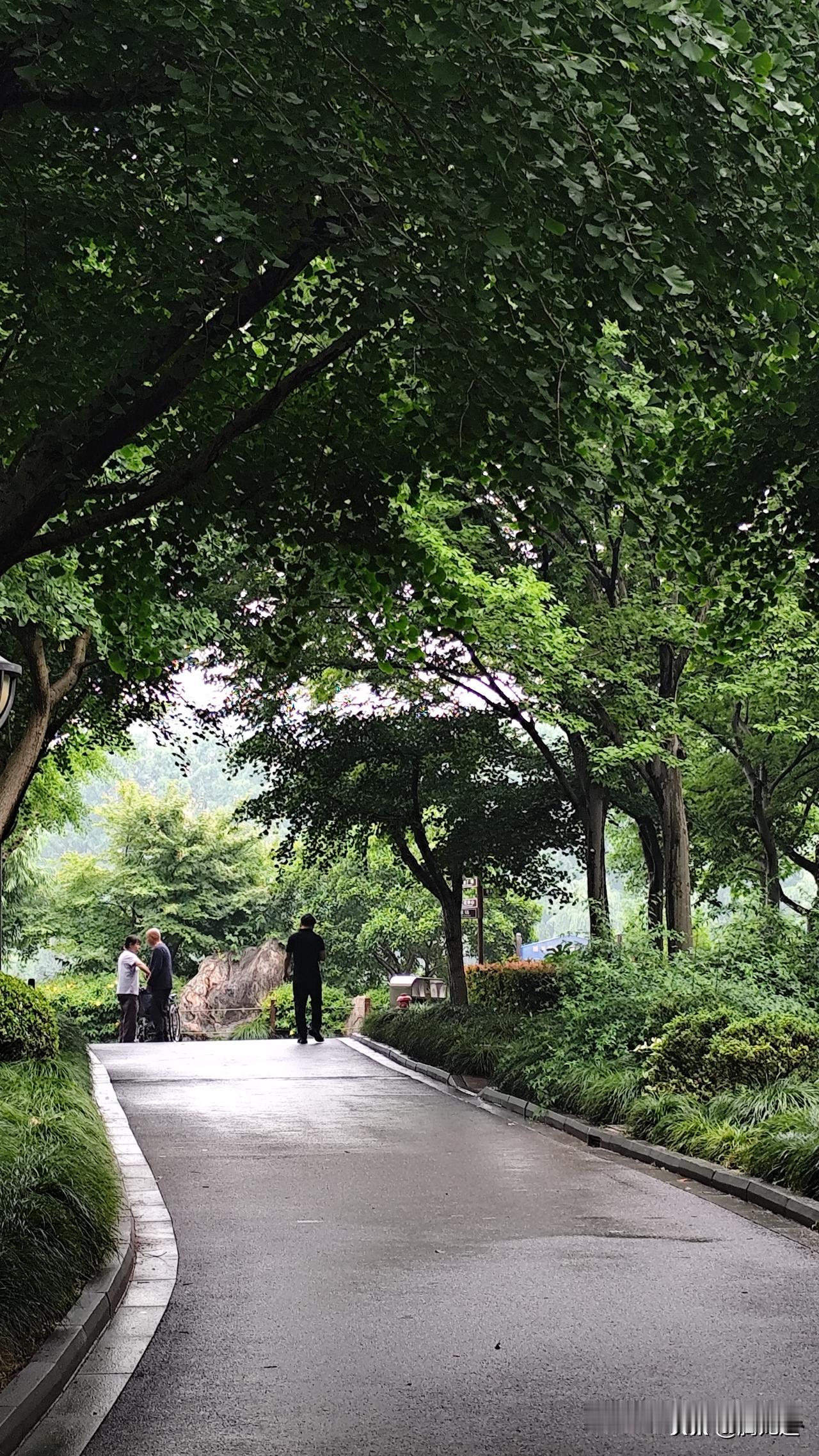 上海初夏打卡初夏的公园绿树如伞，为游客带来无限的凉爽与幽静！