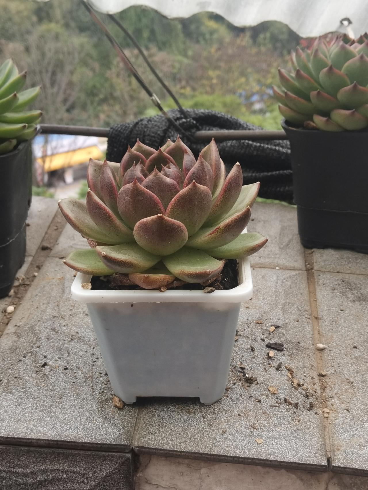 就是成功的过程比较曲折，大多数人没熬到成功，就被市场淘汰出局了，一般1一3年，初