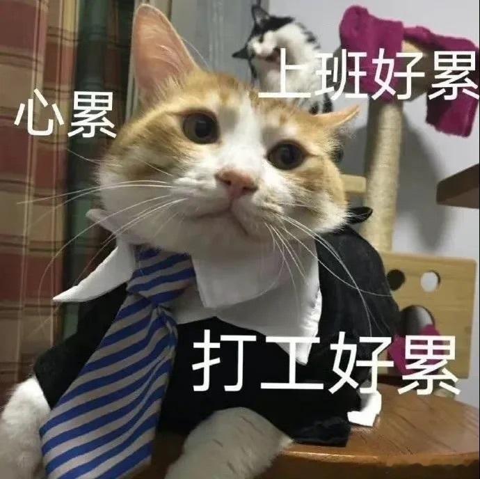 今天是包迟到的咪打的车车高速路上追尾了